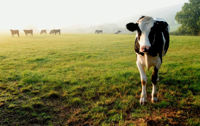 Herd of cows grazing on a farmland in Devon, England