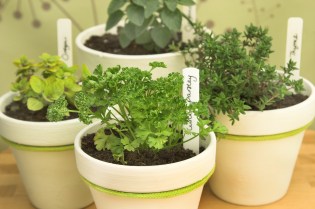 Fresh potted herbs